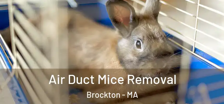 Air Duct Mice Removal Brockton - MA